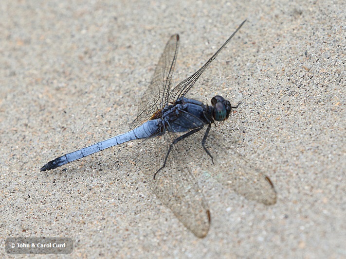 J17_2949 Orthetrum glaucum male.JPG